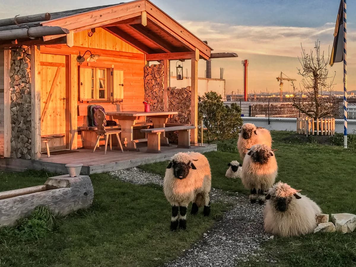 Guided Sheep Tour